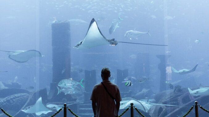 uploaded-image-atlantis-belek-1696846122942
