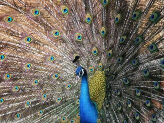 8. Birecik’in Doğal Güzellikleri: Nehirler, Parklar ve Doğa Alanları